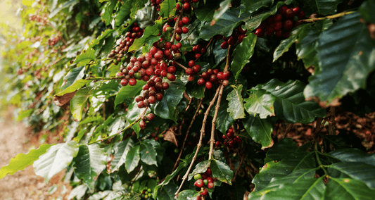 Coffee cherries growing along a dirt pathway